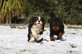 CAVALIER KING CHARLES 518